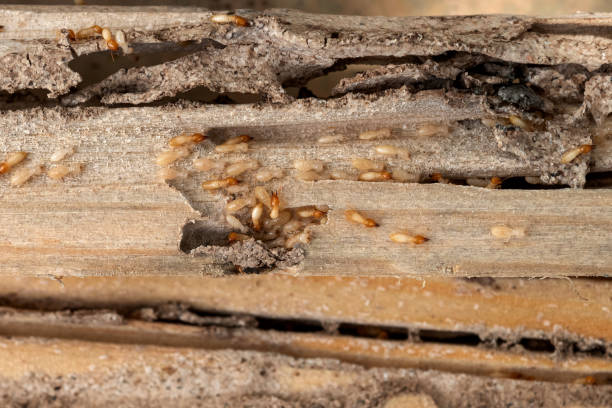 Best Insect Control  in Riverview, FL