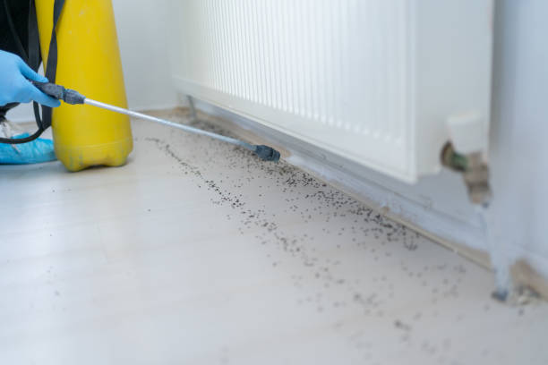 Best Wasp Removal Services  in Riverview, FL